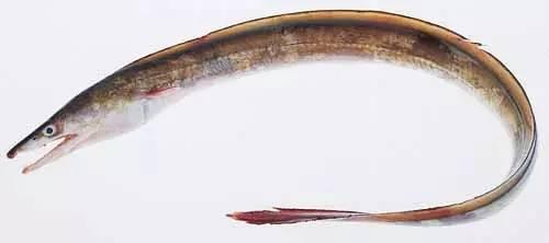日本鰻魚陷入絕境？捕獲量?jī)H為去年同期的1%！